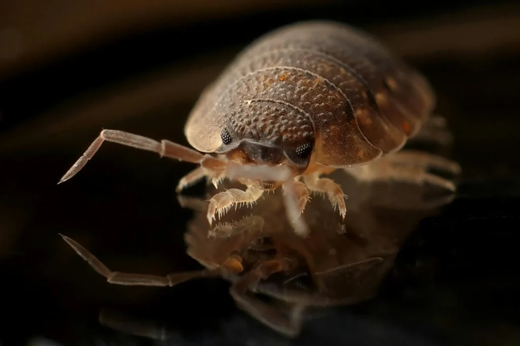 Bed-Bug-Treatment - Baldwin Park Best Pest Pros | Baldwin Park, CA | 626-901-2330